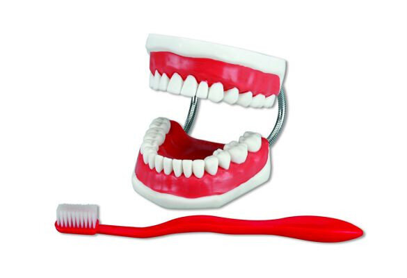 Modello di spazzolino da denti H+W