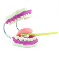 Zahnpflegemodell